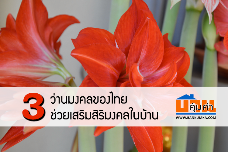 3 ว่านมงคลของไทย ช่วยเสริมสิริมงคลในบ้าน